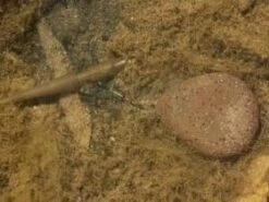 KORDA Ciężarek Z Krętlikiem - Flat Pear Swivel